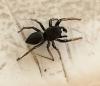 Heliophanus sp.
